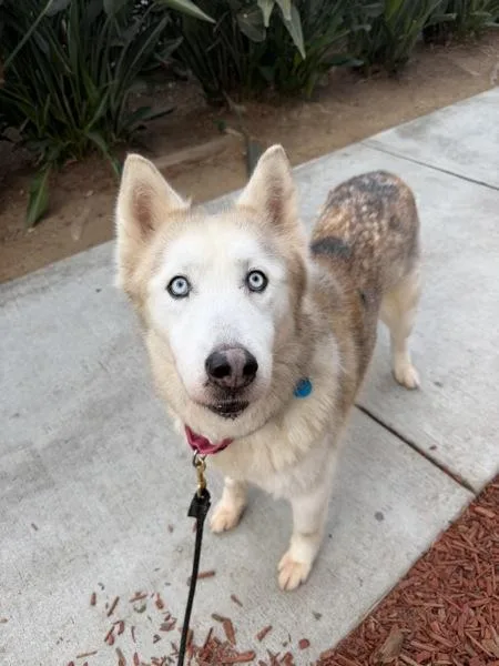 A senior large-sized female Siberian Husky dog named Skye for adoption in San Diego, CA