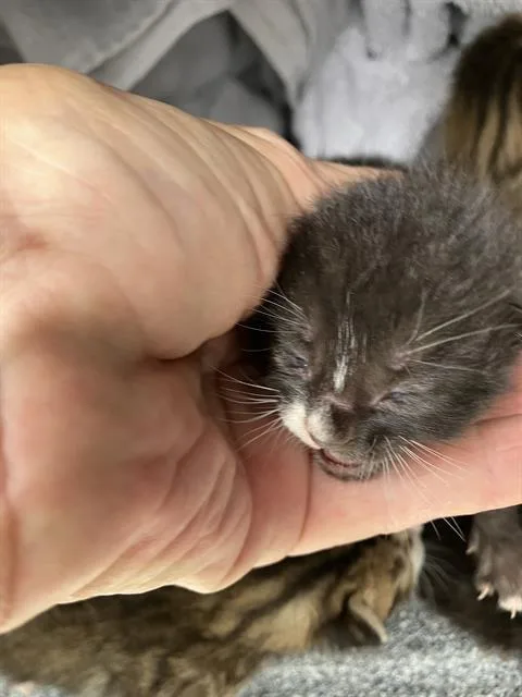 A baby medium-sized female Domestic Short Hair cat named Betty for adoption in Dallas, TX