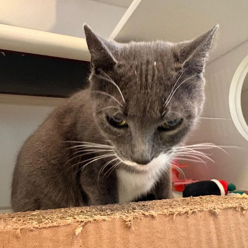 An adult medium-sized female Gray / Blue / Silver Domestic Short Hair cat named Pebbles for adoption in South Burlington, VT