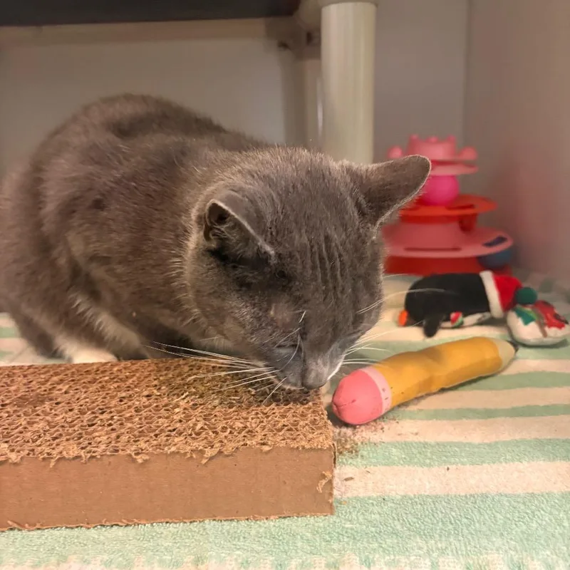 Pebbles thumbnail 4