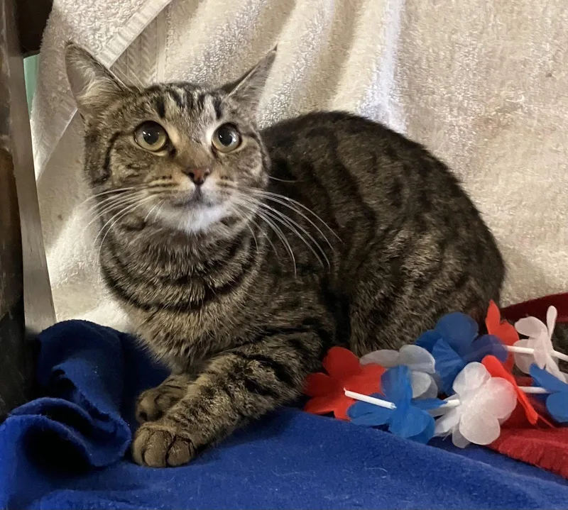 An adult medium-sized female Tabby cat named Poirot for adoption in Dublin, OH