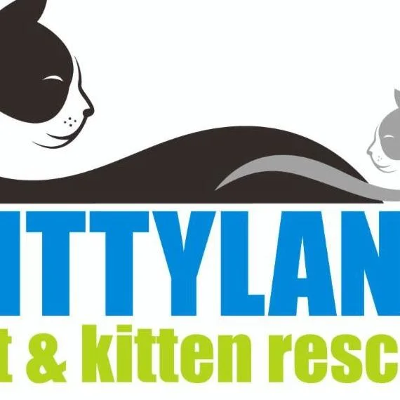 A young medium-sized male Gray / Blue / Silver Domestic Long Hair cat named Spice for adoption in Desert Hot Springs, CA