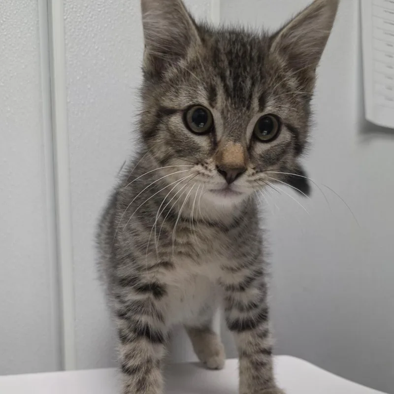 A baby small-sized male Brown / Chocolate Domestic Short Hair cat named Jupiter for adoption in Abilene, TX
