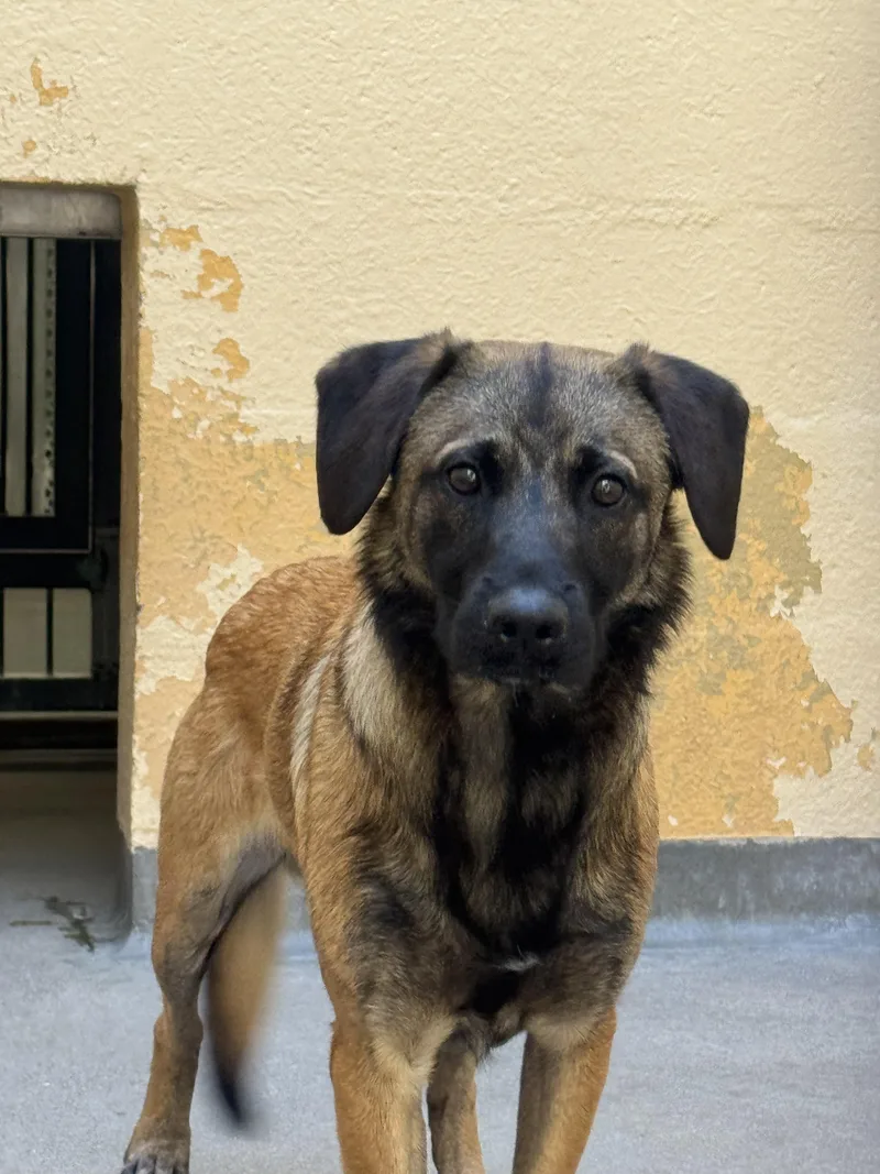A young medium-sized male Belgian Shepherd / Malinois dog named Yorkie for adoption in Chatsworth, CA