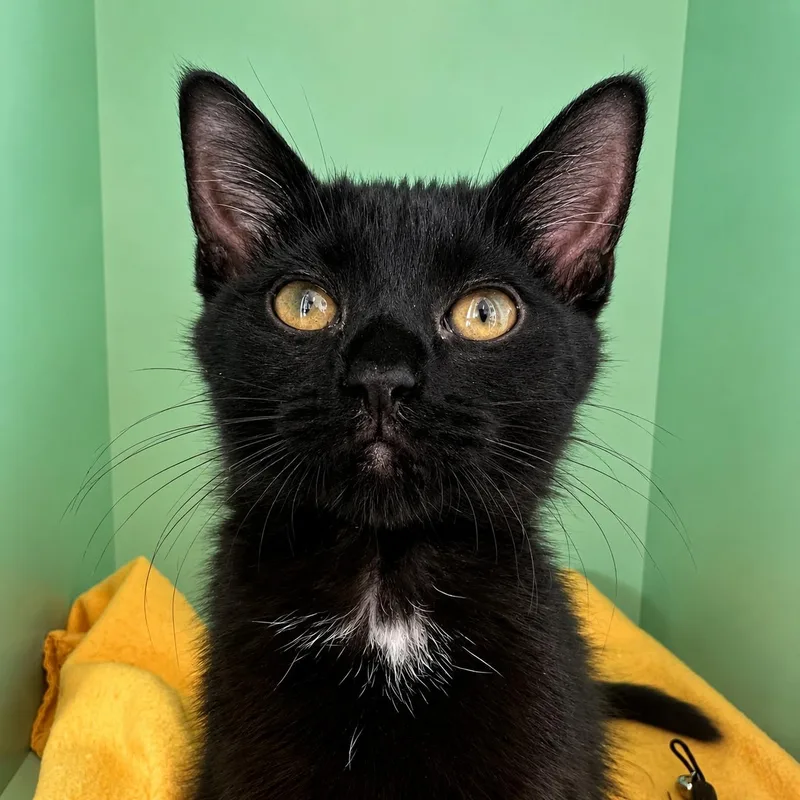 A baby medium-sized female Black Domestic Short Hair cat named Flicka for adoption in Pontiac, MI