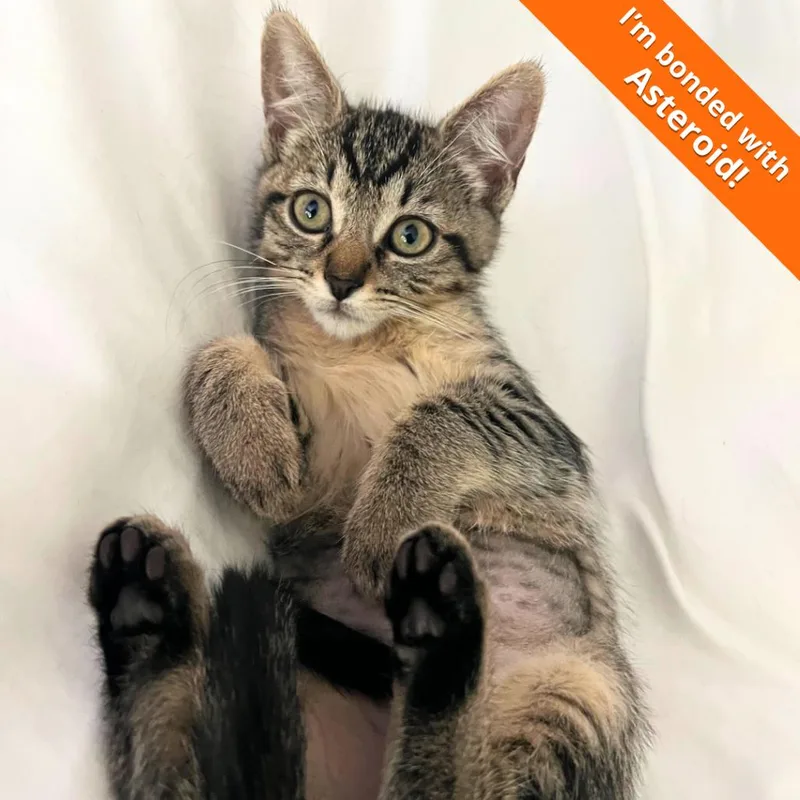 A baby small-sized female Gray / Blue / Silver Domestic Short Hair cat named A Cocoa for adoption in Pleasant Hill, CA