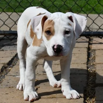 A baby medium-sized male White / Cream Terrier dog named Kurtis for adoption in Johnson City, TN