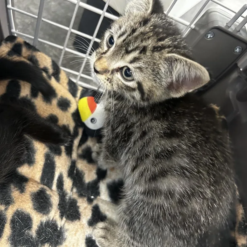 A baby small-sized female Brown / Chocolate Domestic Short Hair cat named Kimchi for adoption in Philadelphia, PA