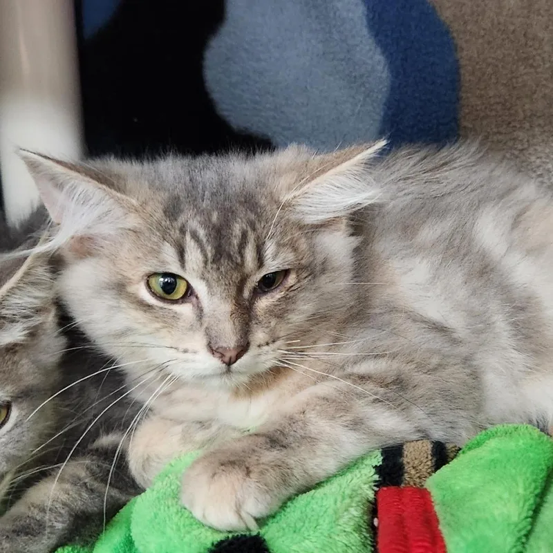 A baby small-sized female Gray / Blue / Silver Domestic Long Hair cat named Pooh for adoption in Grand Rapids, MI