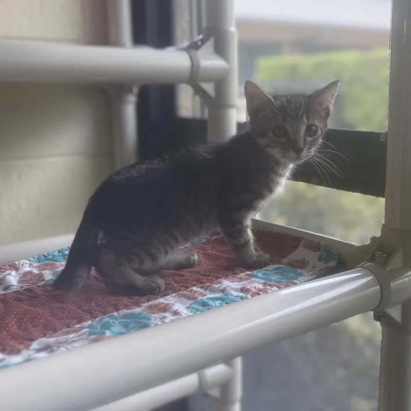 A baby small-sized male Brown / Chocolate Domestic Short Hair cat named Bronco for adoption in Naples, FL