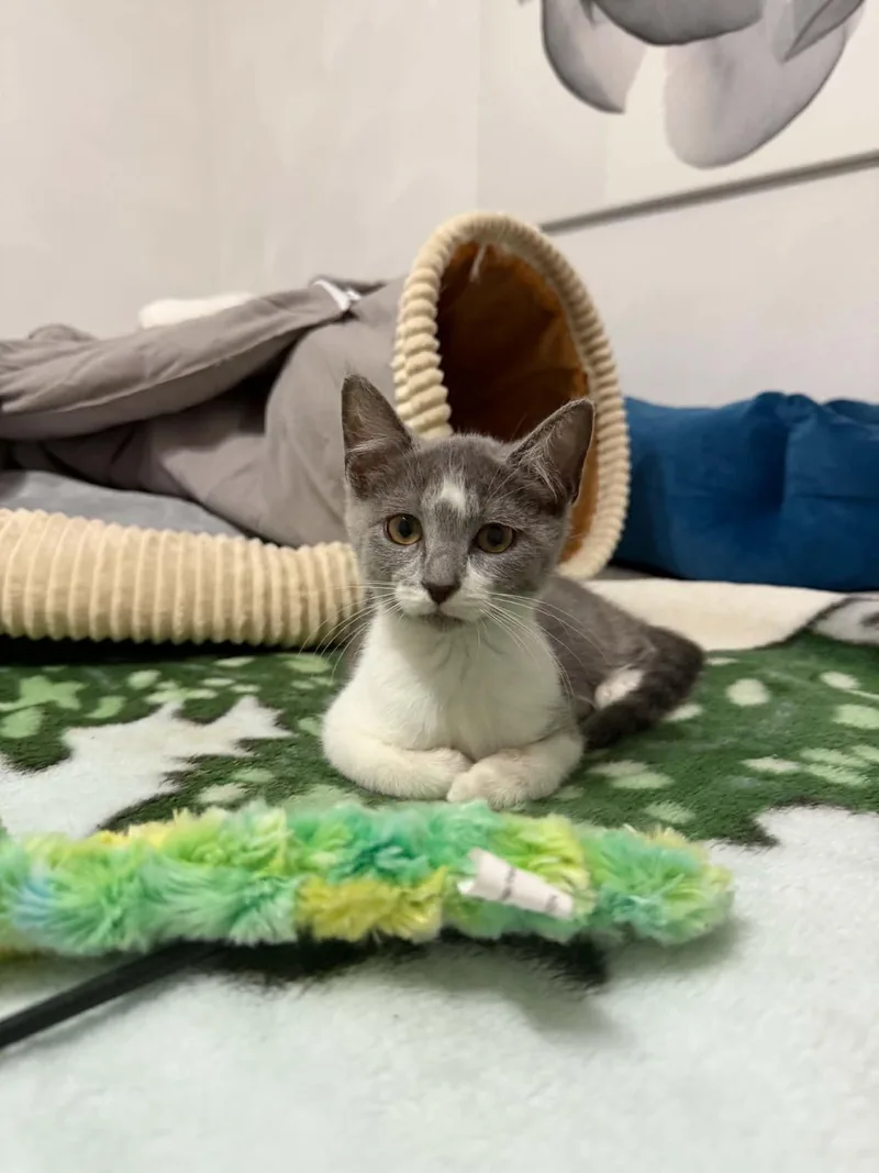 A baby medium-sized female Gray & White Domestic Short Hair cat named Winnie for adoption in Battle Creek, MI
