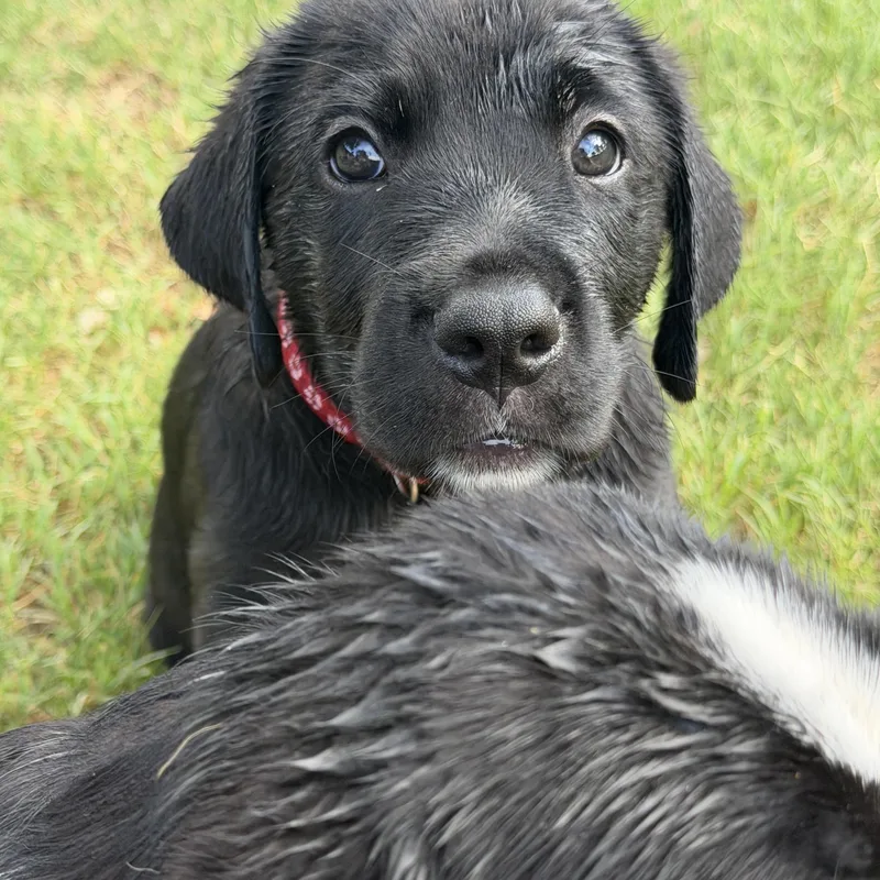 A baby large-sized male Black Labrador Retriever dog named Chief for adoption in Gilbert, AZ