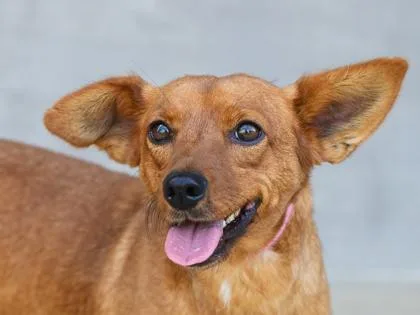 An adult small-sized male Mixed Breed dog named Shenzi for adoption in Longmont, CO