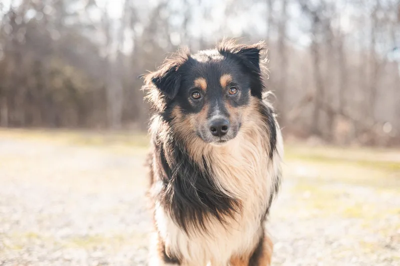 Bali  Transport thumbnail 2