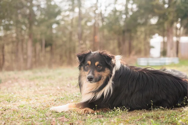 Bali  Transport thumbnail 5