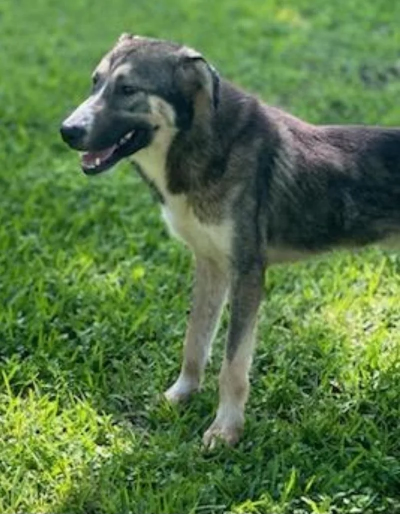 An adult medium-sized male Tricolor (Brown, Black, & White) Husky dog named Bubba for adoption in Houston, TX