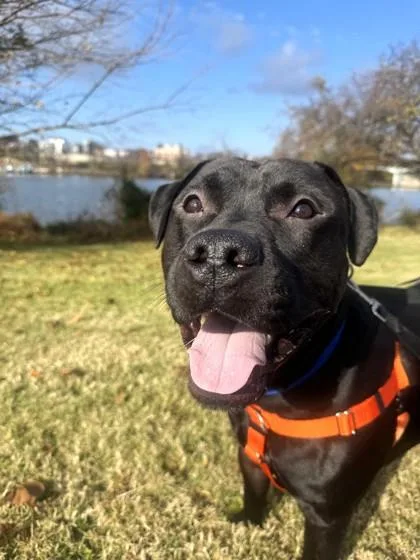 Kingsley thumbnail 2