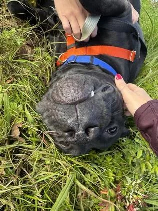 Kingsley thumbnail 3