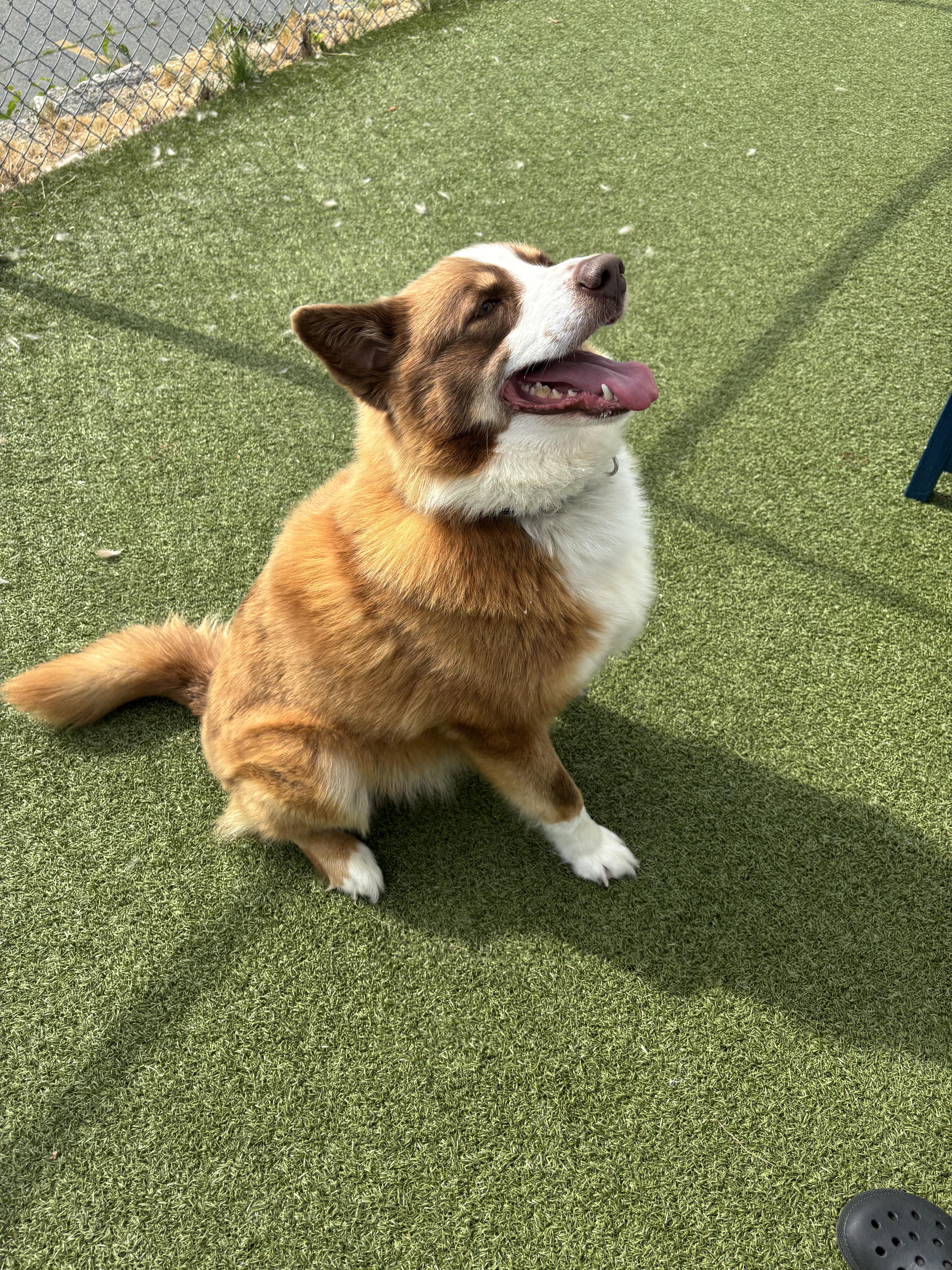 An adult large-sized male Red / Chestnut / Orange Mixed Breed dog named Jett for adoption in Fall River, MA