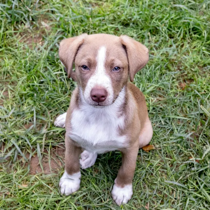 A baby medium-sized male White / Cream Labrador Retriever dog named BearclawAvail for adoption in West Grove, PA