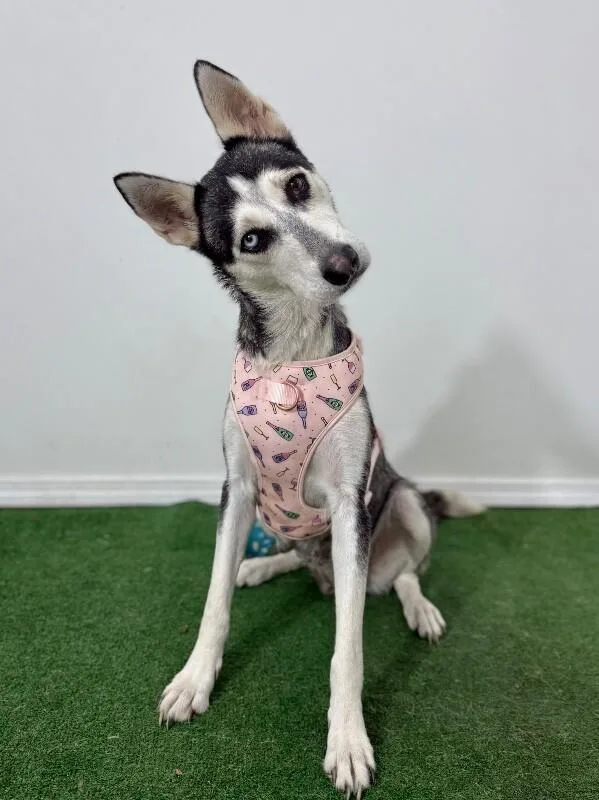 A young medium-sized female Black Husky dog named Sasha for adoption in Carlsbad, CA