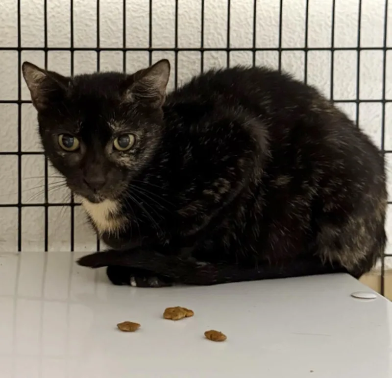 A young medium-sized female Tortoiseshell cat named Nova for adoption in Kingwood, TX