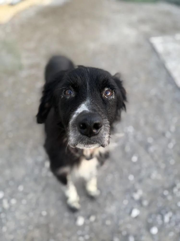 Buddy Radlee thumbnail 6