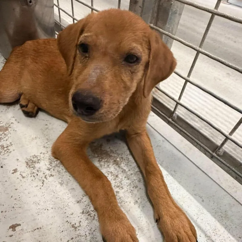 A baby small-sized male Shepherd dog named Denis for adoption in Bastrop, TX
