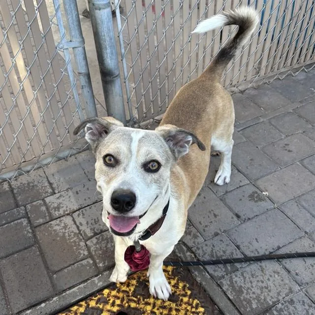 A young large-sized male Pit Bull Terrier dog named Forest for adoption in Mesa, AZ