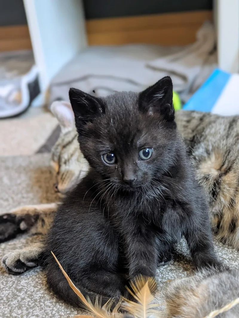A baby small-sized female Black American Shorthair cat named Ciara for adoption in North Billerica, MA