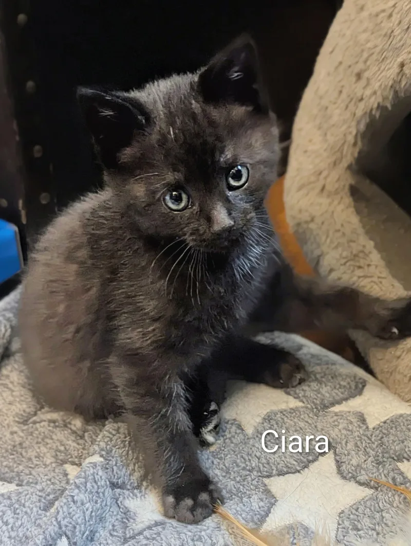 Ciara thumbnail 3