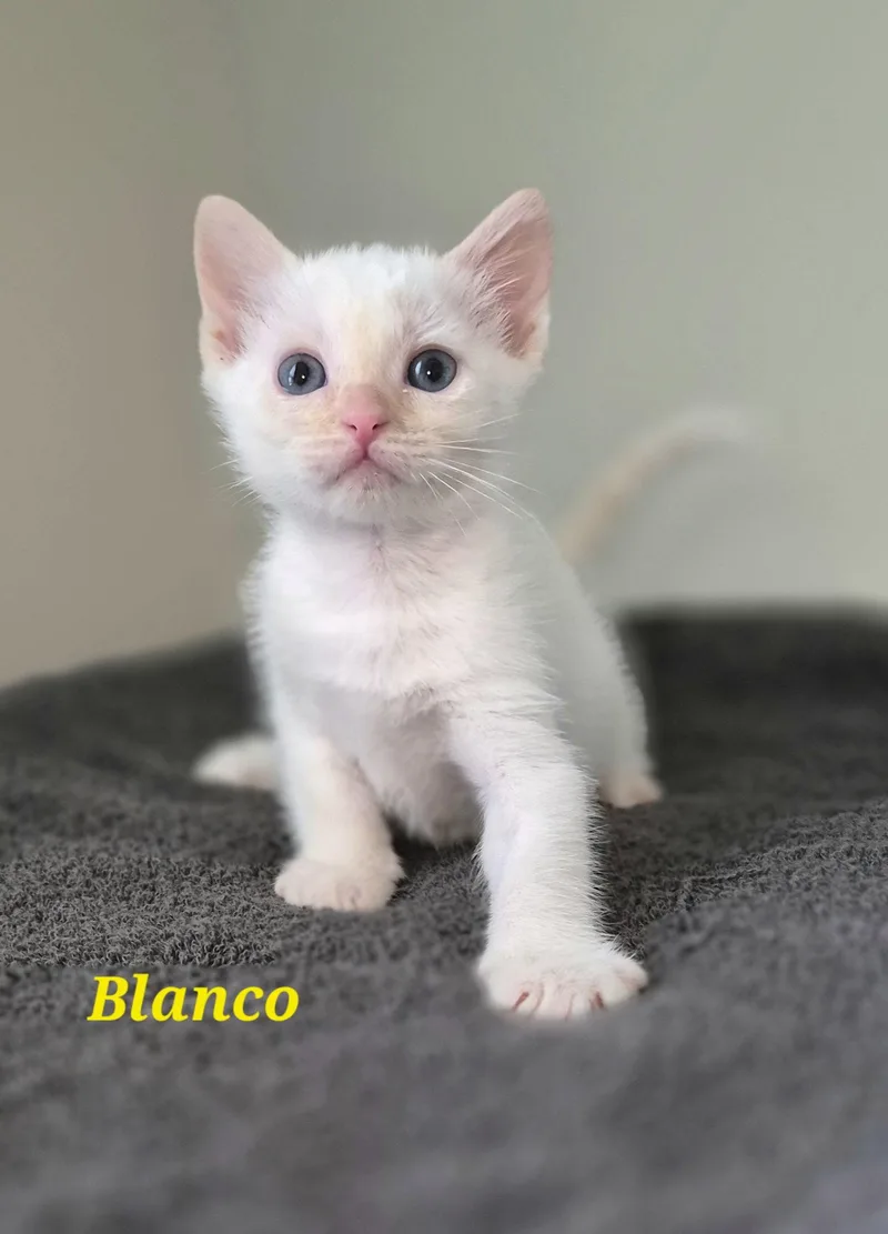Blanco thumbnail 2