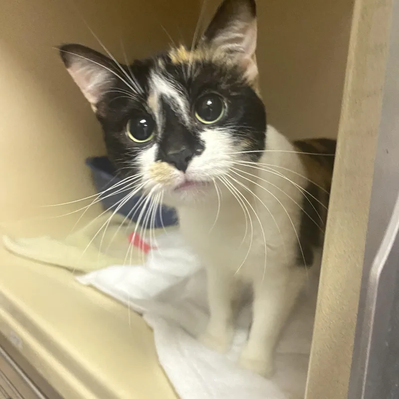 A young medium-sized female Calico Domestic Short Hair cat named Katie for adoption in Elyria, OH
