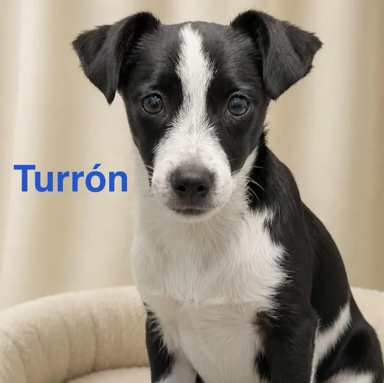 Turron
