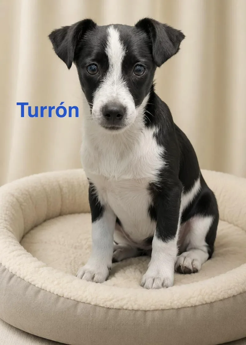 Turron thumbnail 2