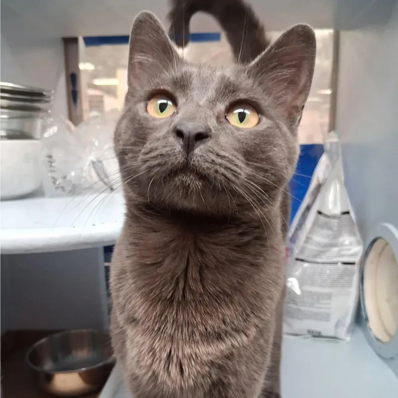 A young large-sized male Gray & White Domestic Short Hair cat named Gio for adoption in HANSON, MA