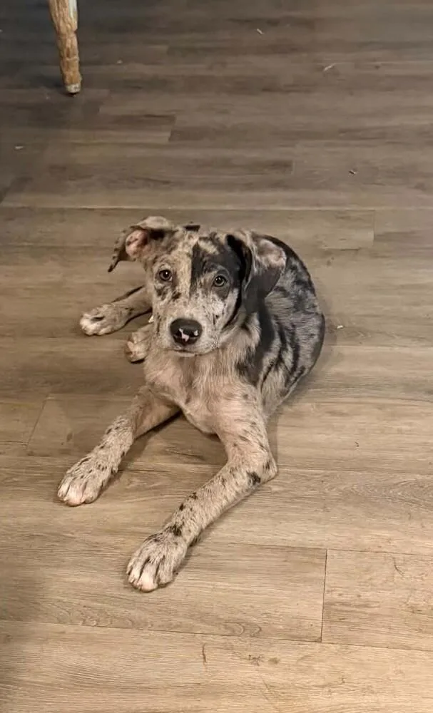 A baby medium-sized male Catahoula Leopard Dog dog named Berkeley for adoption in Peoria, IL