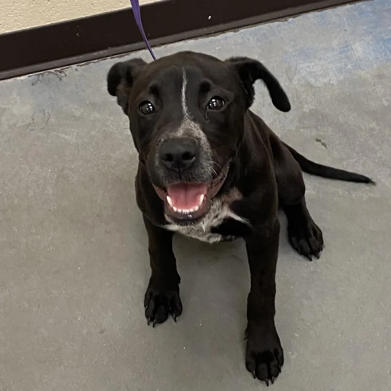 A baby medium-sized female Black Mixed Breed dog named Nena for adoption in Bartlett, TN