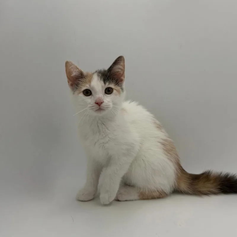A baby small-sized female Domestic Short Hair cat named Agave for adoption in State College, PA