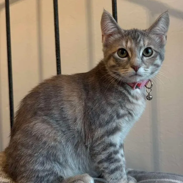 A baby medium-sized female Tabby (Gray / Blue / Silver) Tabby cat named Wembley for adoption in Warr Acres, OK
