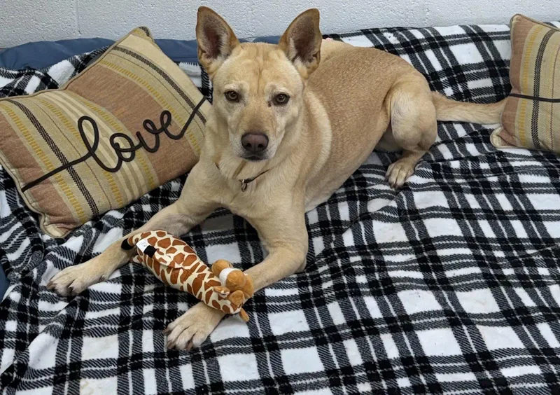 An adult medium-sized male Labrador Retriever dog named Groot for adoption in York, SC