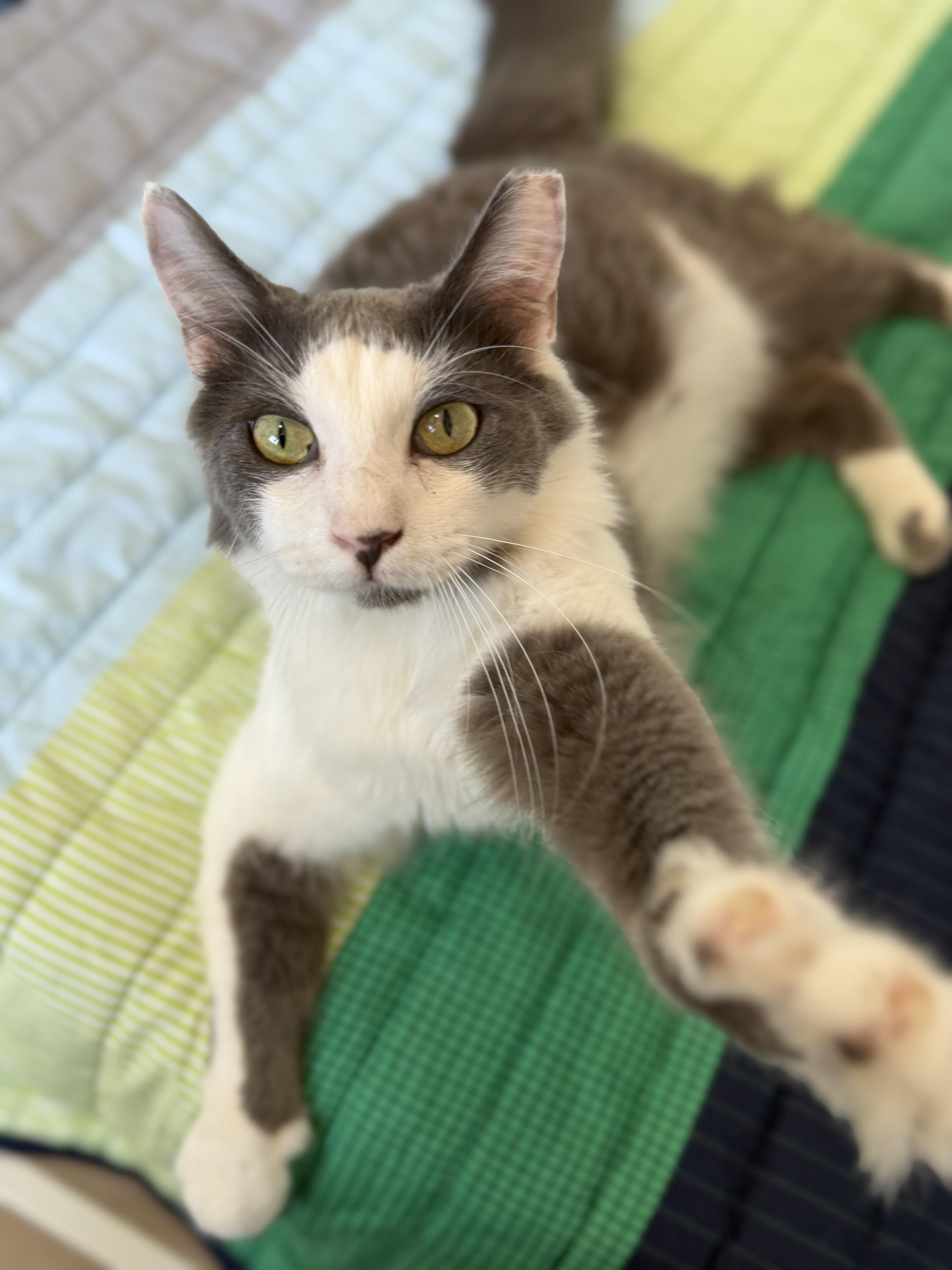 An adult medium-sized male Domestic Medium Hair cat named Alaska for adoption in Los Angeles, CA