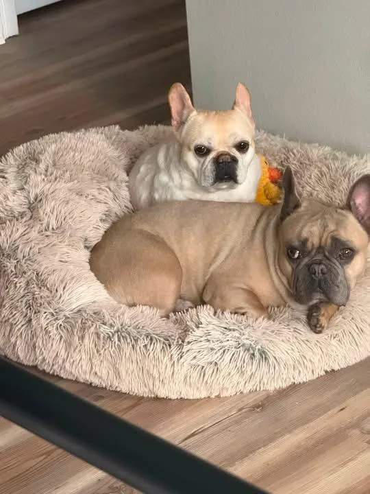 A young medium-sized male French Bulldog dog named French Bulldog for adoption in Palm Coast, FL