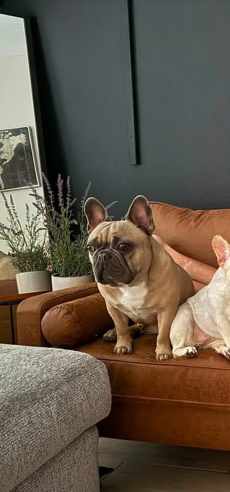 French Bulldog thumbnail 2