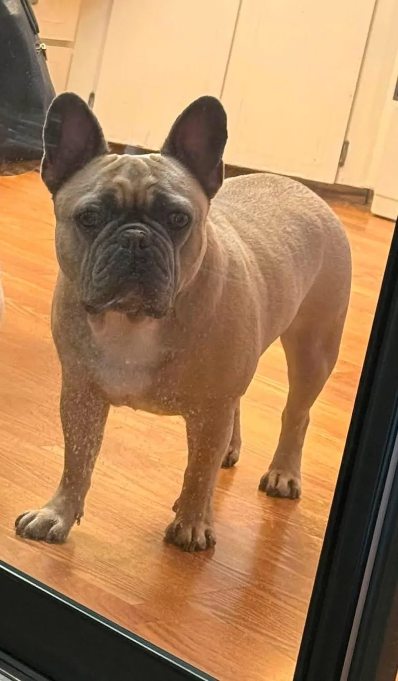 French Bulldog thumbnail 3