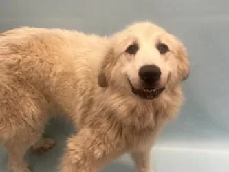 An adult extra large-sized female Great Pyrenees dog named Jinx for adoption in Golden Valley, MN