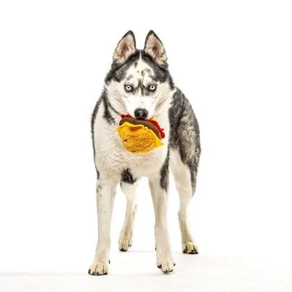 An adult medium-sized female Gray / Blue / Silver Alaskan Malamute dog named Serenity for adoption in Reno, NV