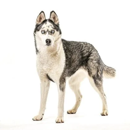 Serenity thumbnail 3