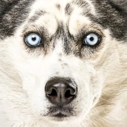 Serenity thumbnail 4