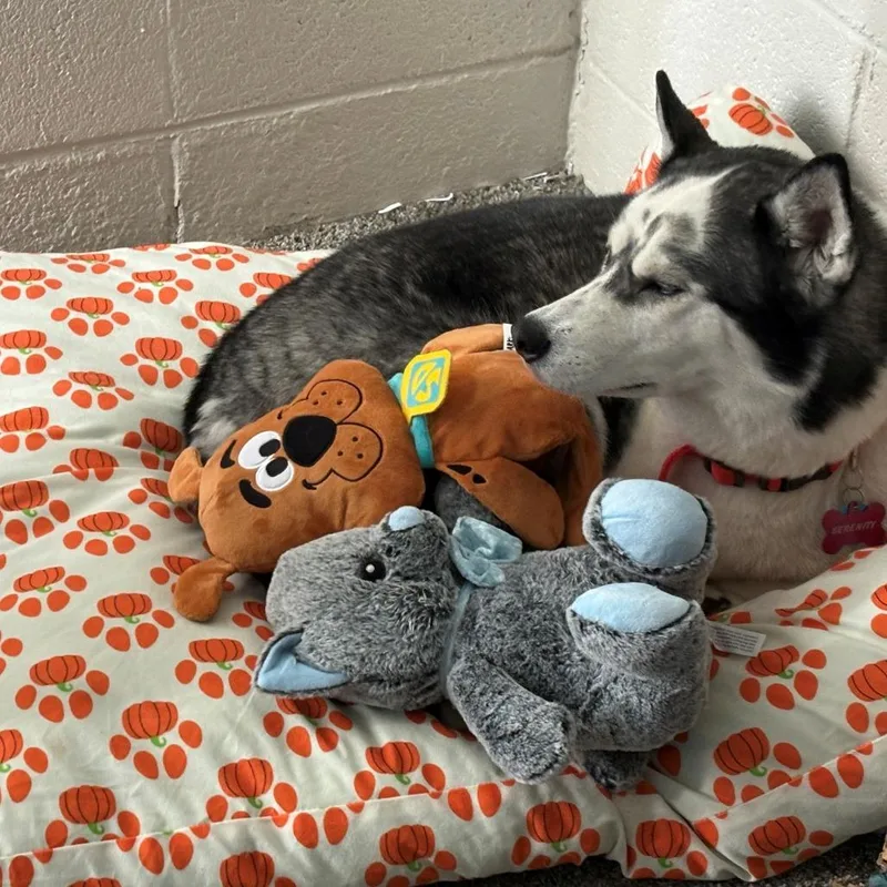 Serenity thumbnail 5